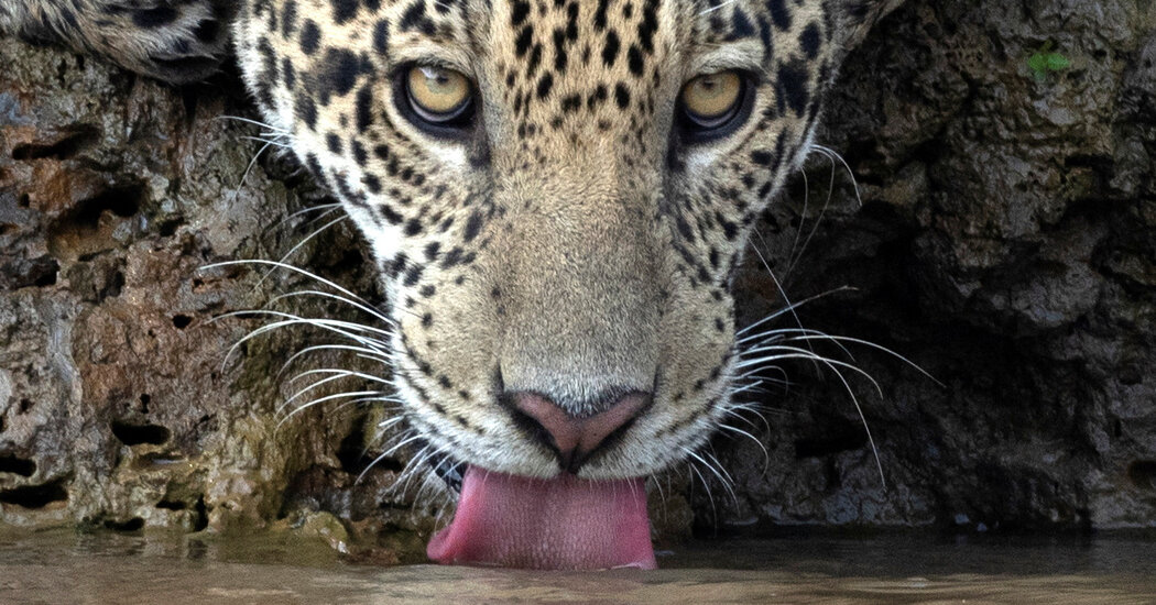 Na terra dos Jaguares