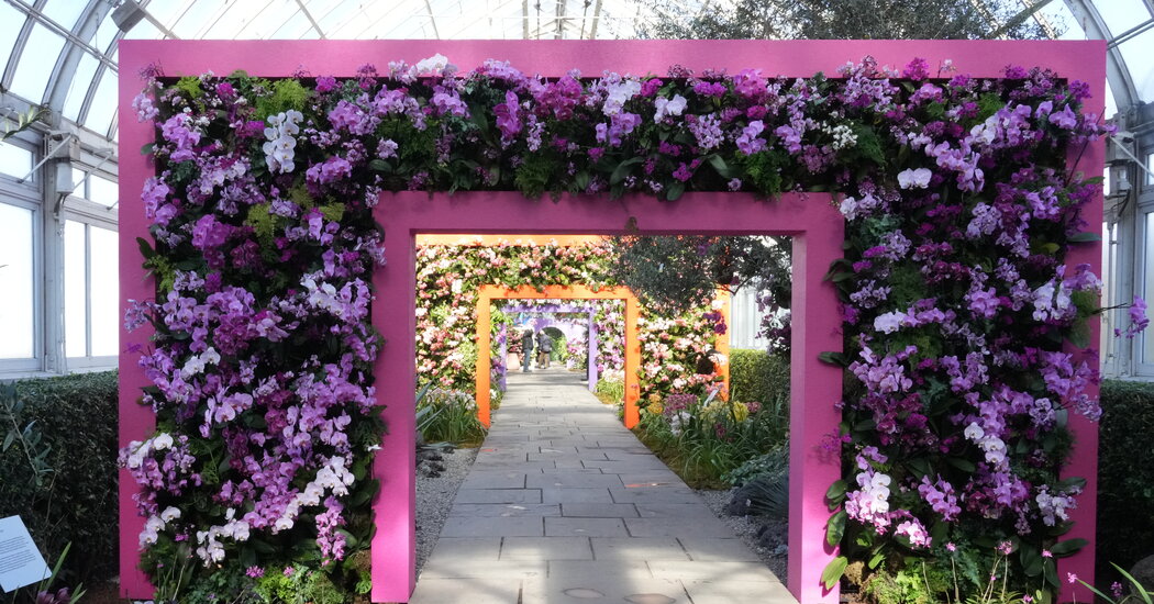 Explosões de orquídeas no ‘modernismo mexicano’ no Jardim Botânico