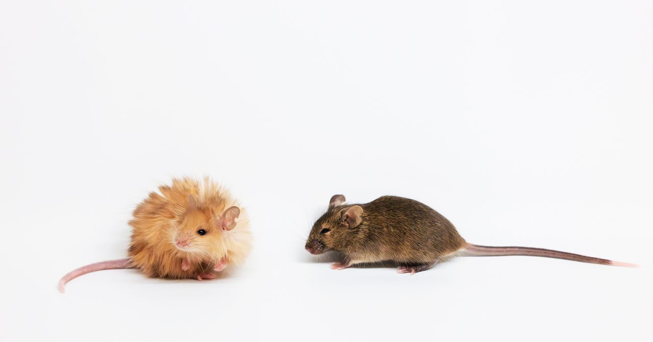 Os cientistas acabaram de criar um ‘mouse de lã’ com peles gigantescas