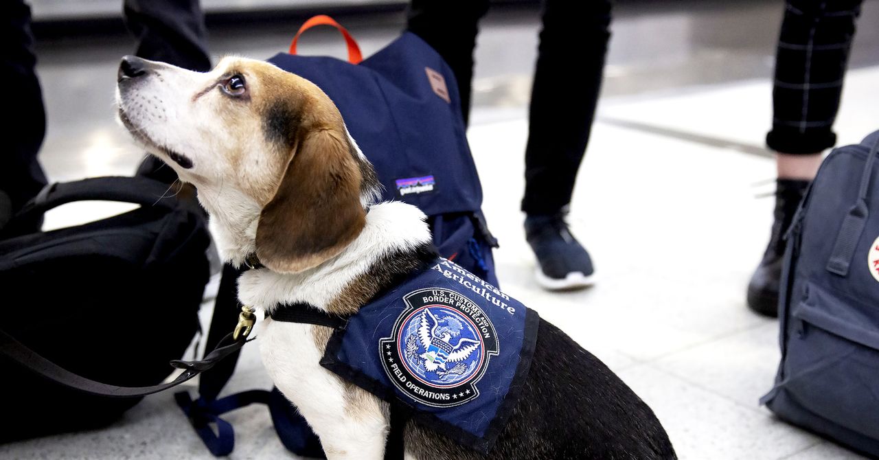 Os cortes de Doge no USDA podem fazer com que os preços dos supermercados dos EUA aumentem e as espécies invasoras se espalhem