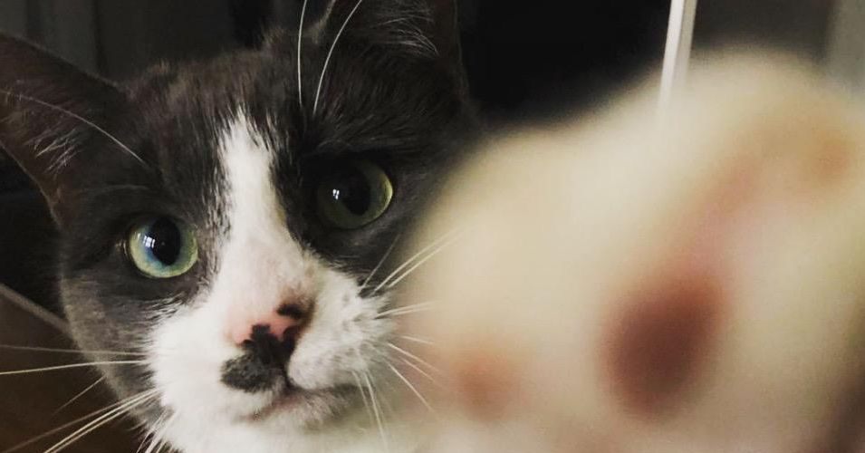 Como proteger seus gatos (e galinhas de quintal) da gripe pássaro