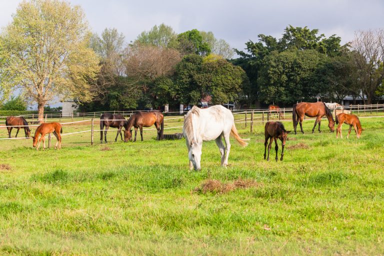 Dia Nacional do Criador de Cavalos será comemorado em 24 de novembro – Notícias