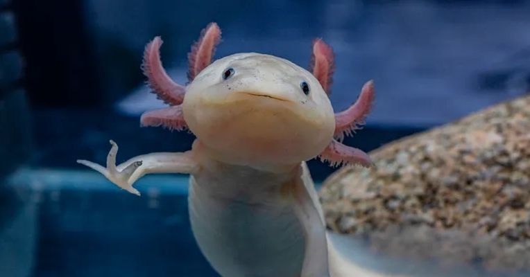 Em busca dos últimos axolotls selvagens