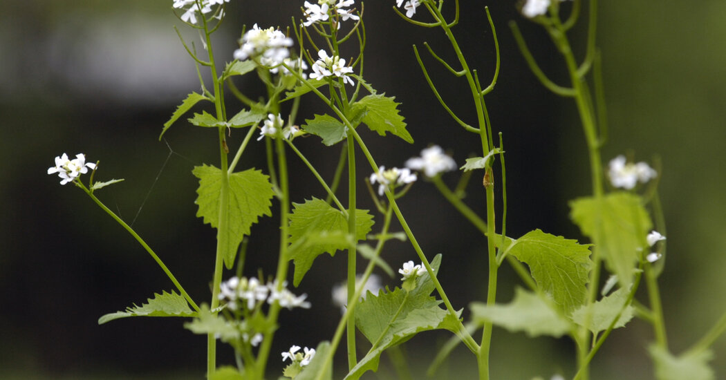 Artistas defendem espécies invasoras