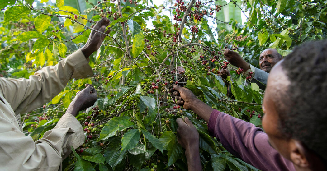 Uma regra de desmatamento da UE tem cafeteiros etíopes lutando