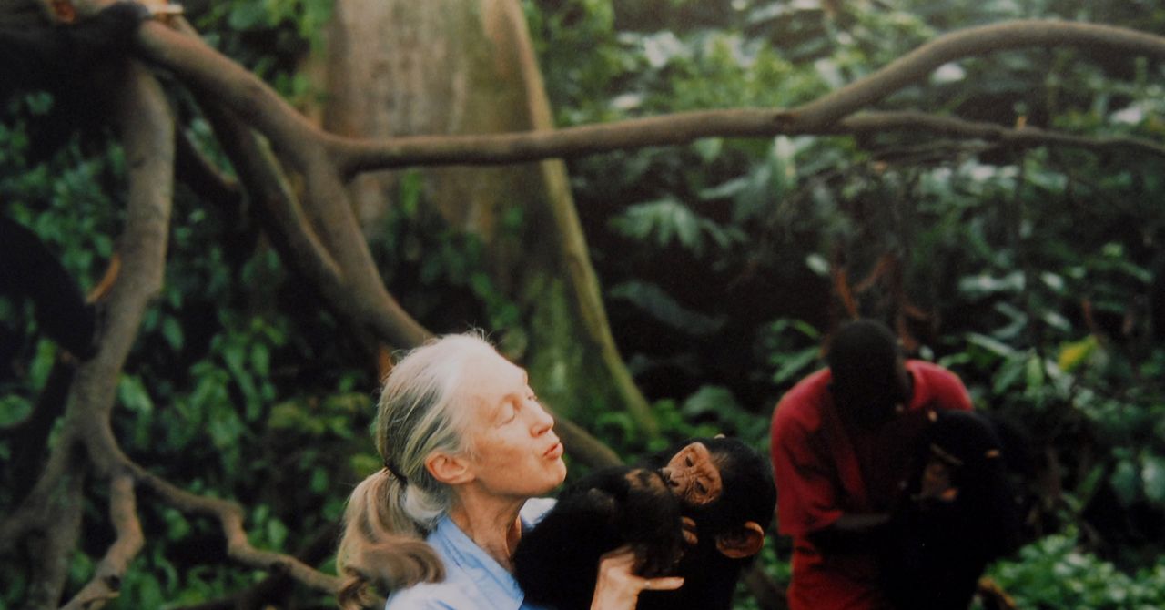 11 Melhores Documentários da Natureza sobre Netflix, Hulu e More (2025)