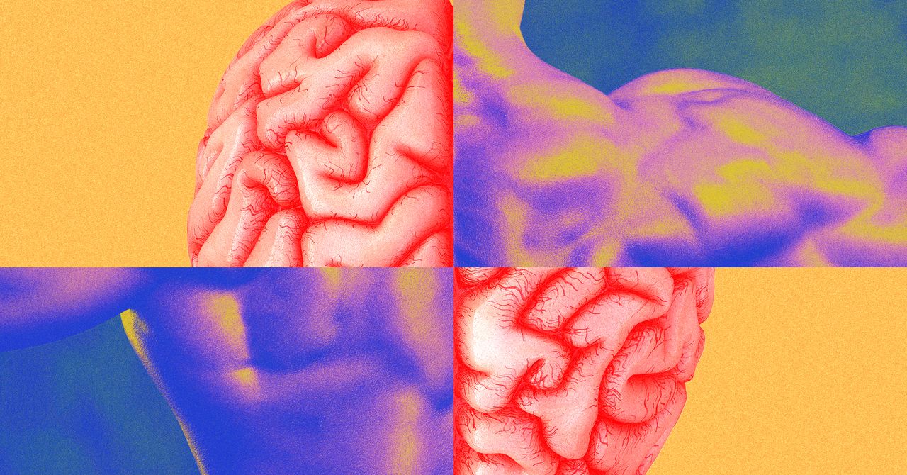 A memória muscular não é o que você acha que é