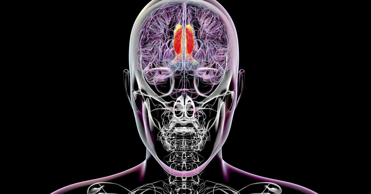 Os cientistas pensam que encontraram a região do cérebro que regula a percepção consciente