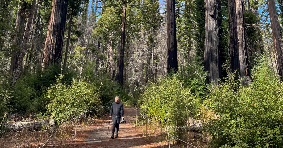 Como caminhar entre sequóias na Big Basin Redwoods State Park
