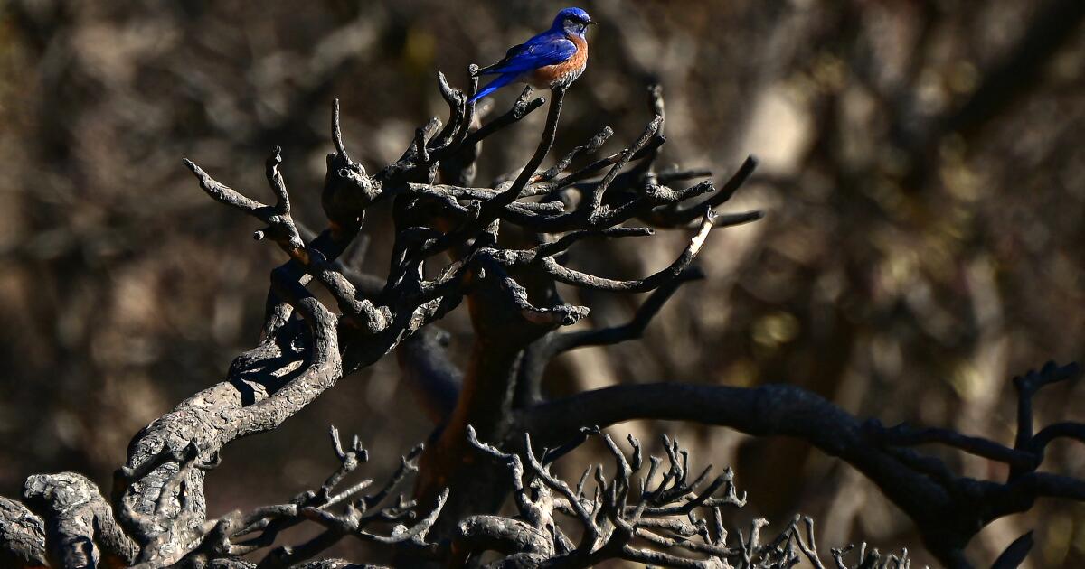 Estas são as 26 trilhas que queimaram no fogo da Eaton