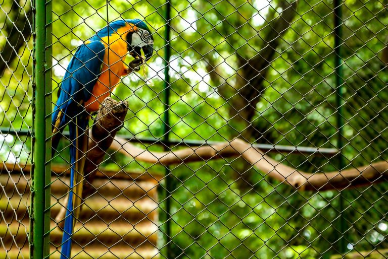 Comissão debate a elaboração do Marco Legal da Criação de Pássaros no Brasil – Notícias