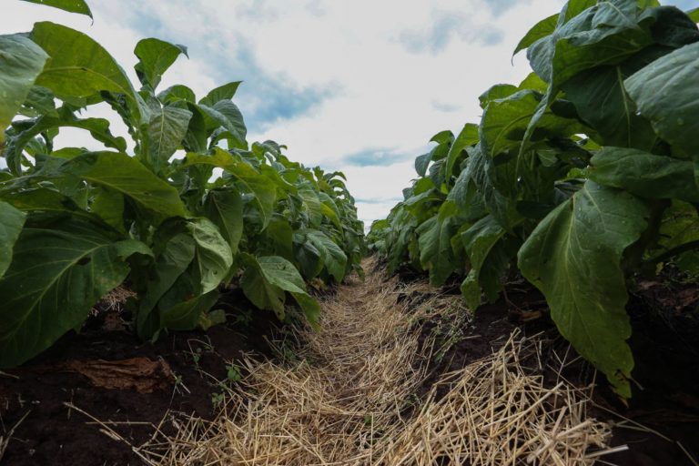 Comissão debate posição do Brasil na conferência sobre controle do tabaco – Notícias