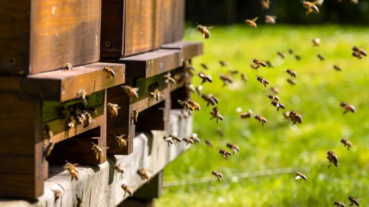 5 maneiras pelas quais os agricultores podem proteger as abelhas dos pesticidas