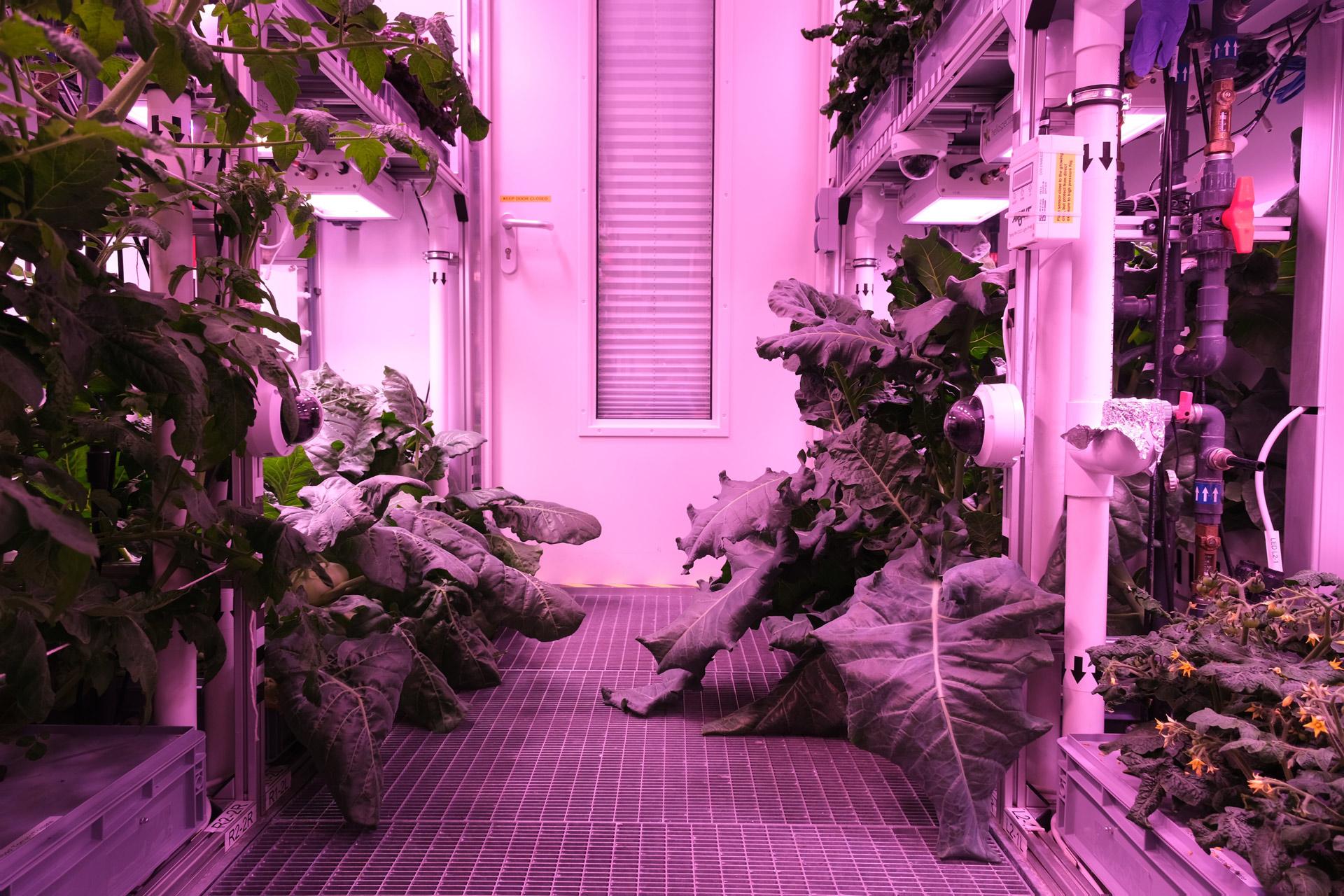 Estava cozido no espaço? Um questionário espacial com tema alimentar!