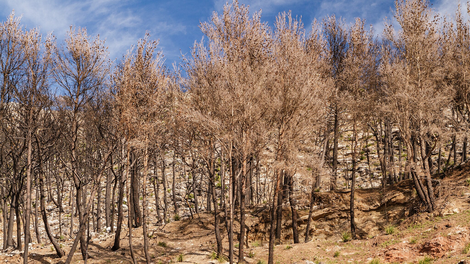 Estamos dentro de 3 anos após atingir um limiar climático crítico. Podemos reverter o curso?