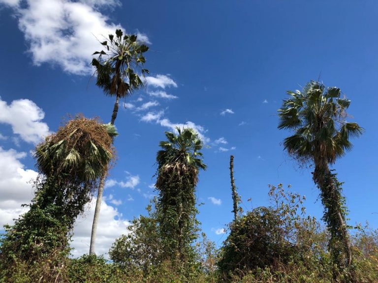 Comissão da Câmara debate controle biológico da unha-do-diabo nas carnaúbas – Notícias