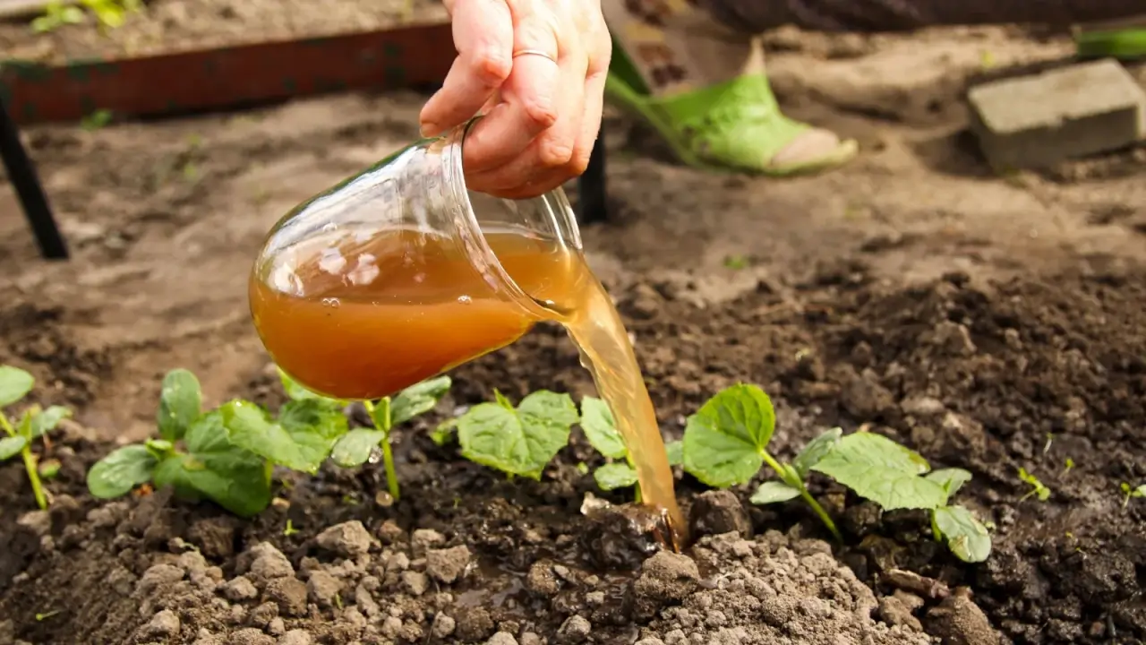 Bioestimulantes vs. fertilizantes: impactos no crescimento das culturas