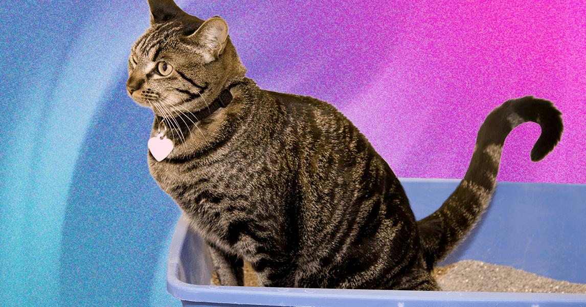 A melhor ninhada de gato depende do seu gato e tipo de caixa de areia
