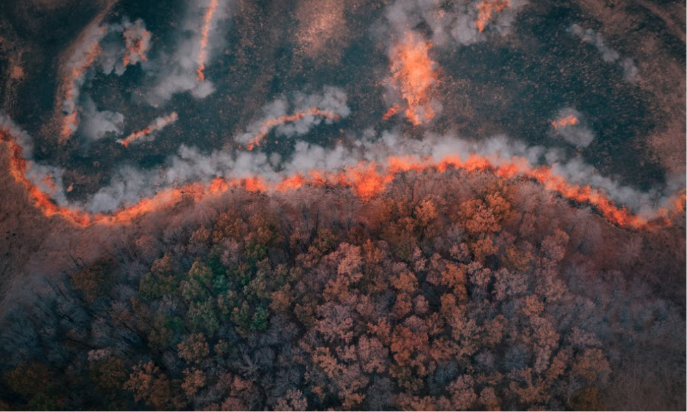 Delos Insurance expande cobertura contra incêndios florestais no sul da Califórnia