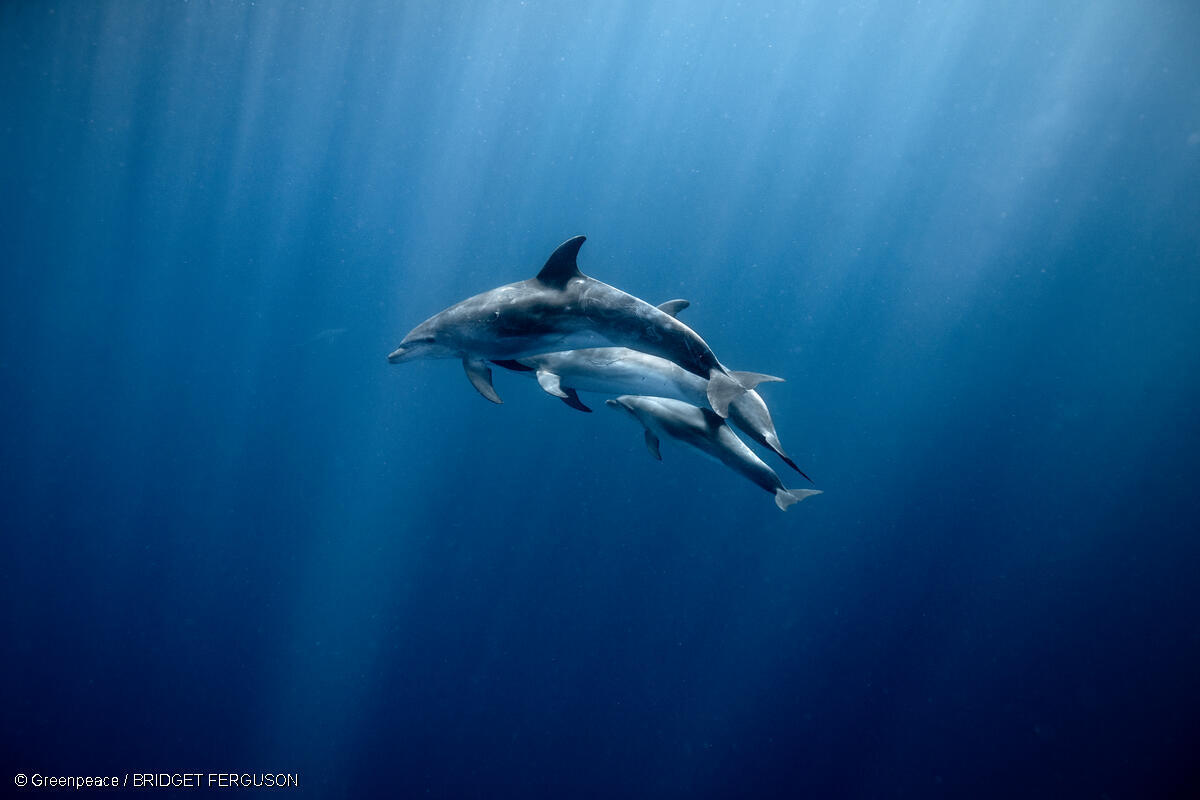 Vitória Histórica: O Tratado Mundial nos Oceanos é ratificado!