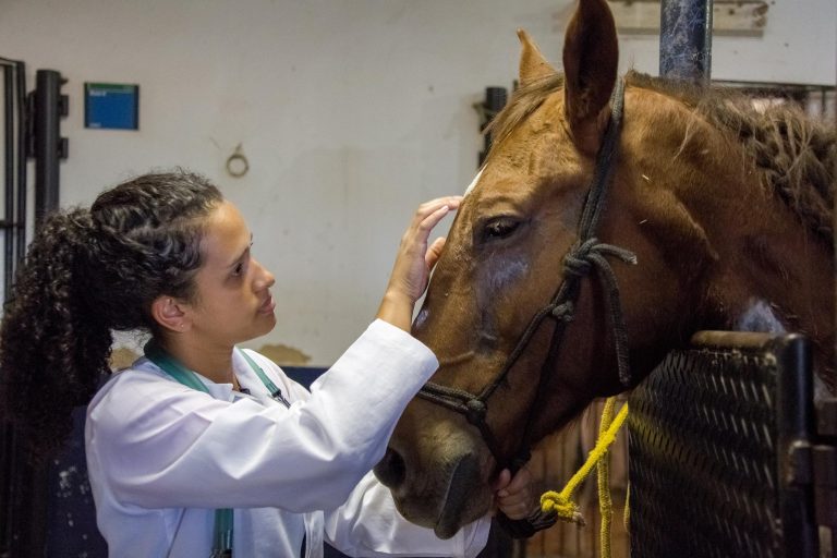 Comissões debatem impactos do ensino a distância em medicina veterinária – Notícias