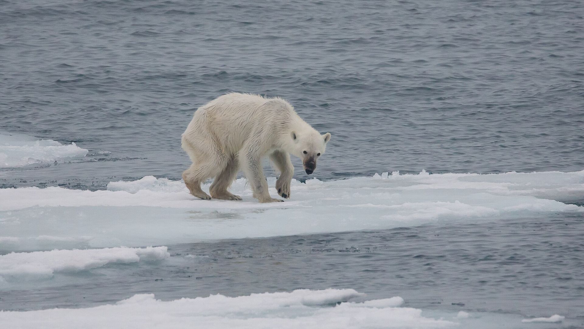 Uma caminhada pelo gelo do mar do Ártico do Alasca dá vida às perdas que aparecem nos dados climáticos