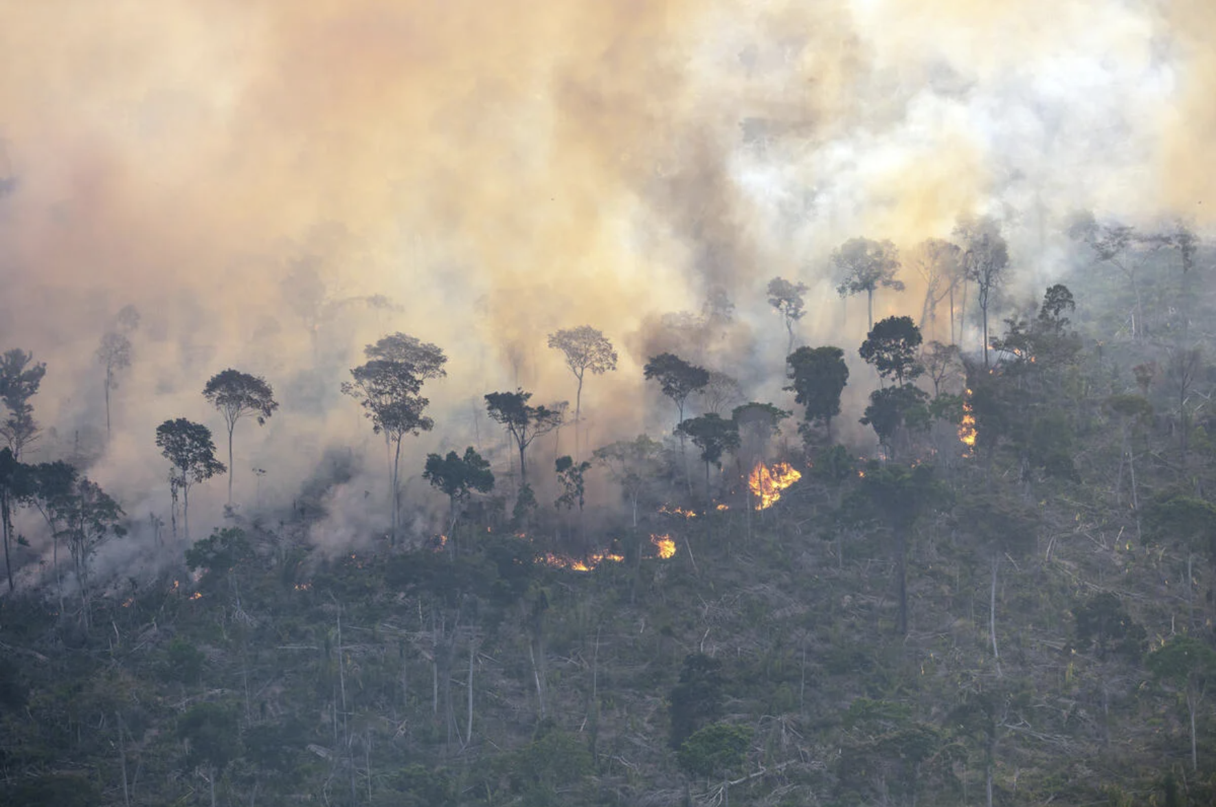 4 coisas pelas quais o Greenpeace está lutando na COP30