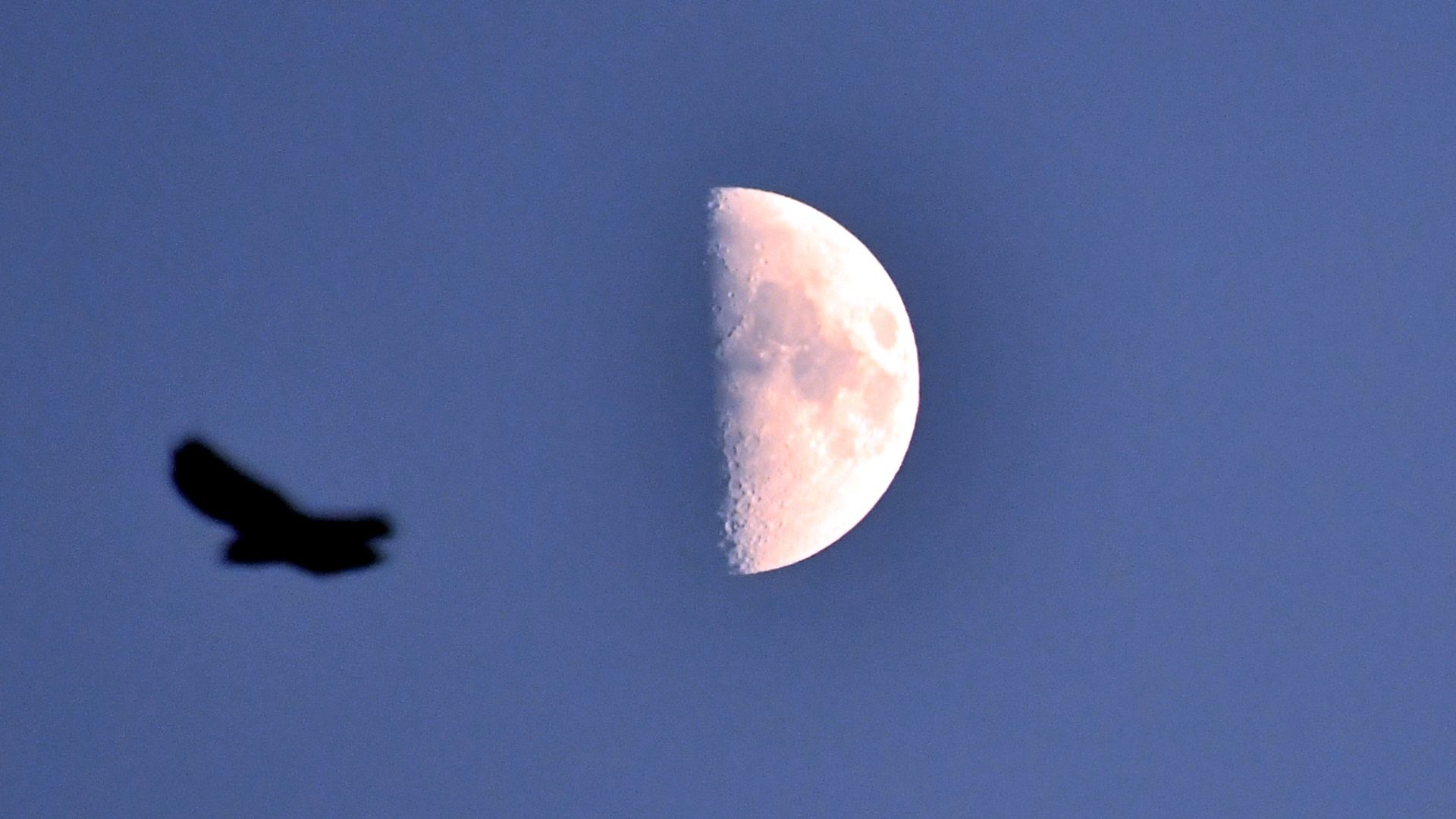 Veja uma lua meio iluminada brilhar entre as estrelas de Aquário em 27 de novembro