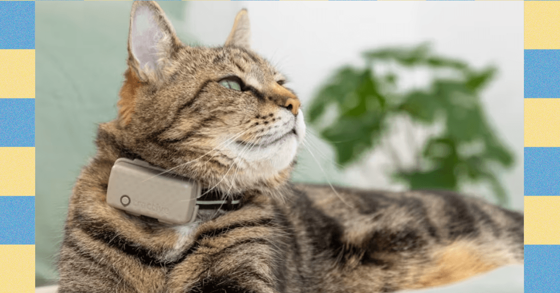 Coleira Tractive Smart Pet: uma maneira barata de manter o controle sobre seu bebê de pele