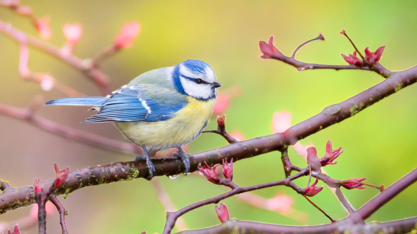 Você passaria ou seria reprovado no teste da “Teoria dos Pássaros”?
