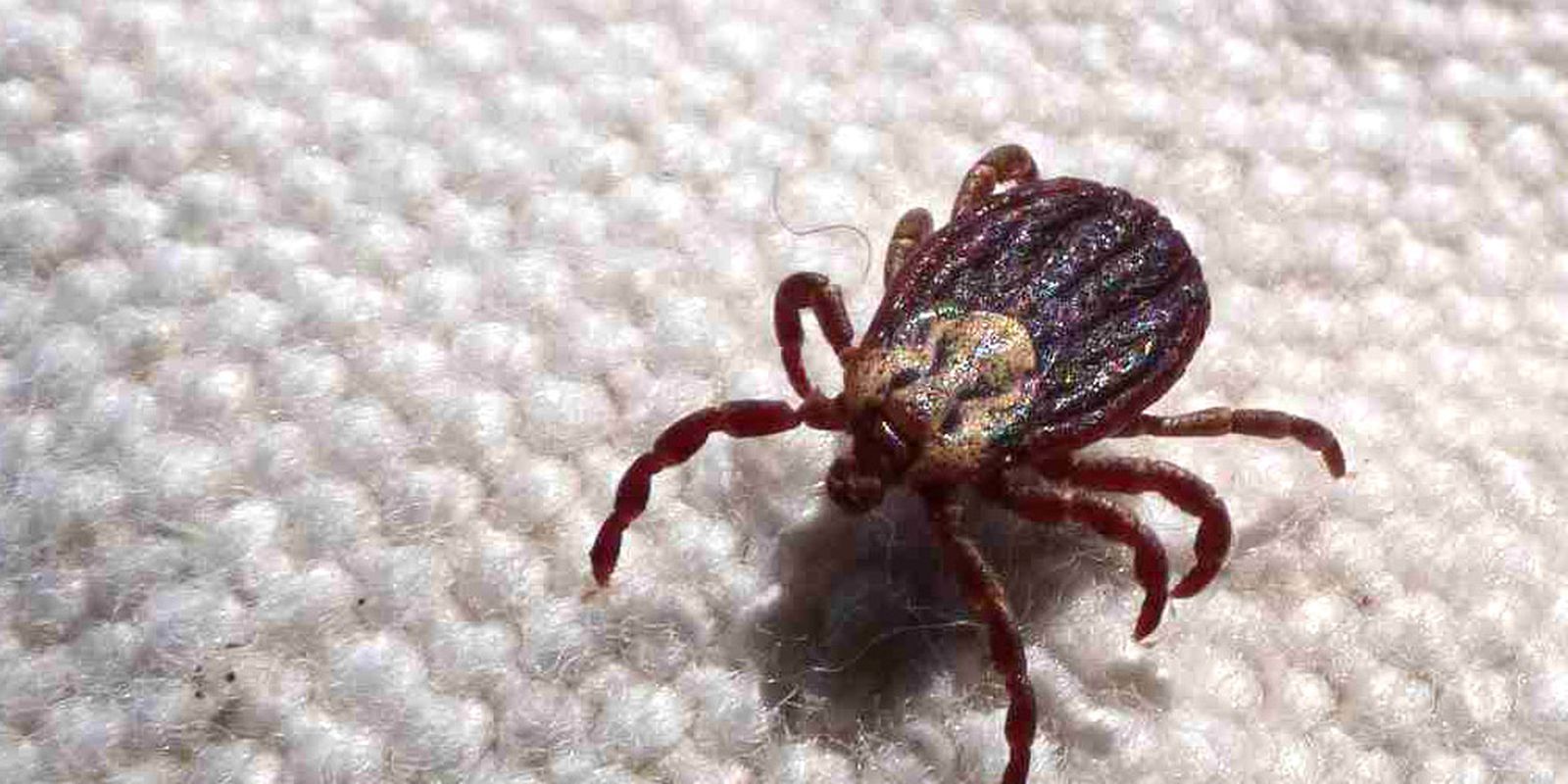 Febre maculosa causa mais duas mortes no interior de São Paulo