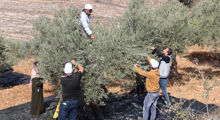 ONU alerta para aumento de repressão contra a sociedade civil palestina na Cisjordânia