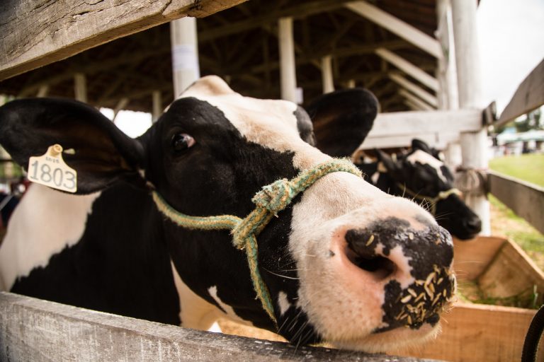 Comissão debate exportação de animais vivos por via marítima e seus impactos – Notícias