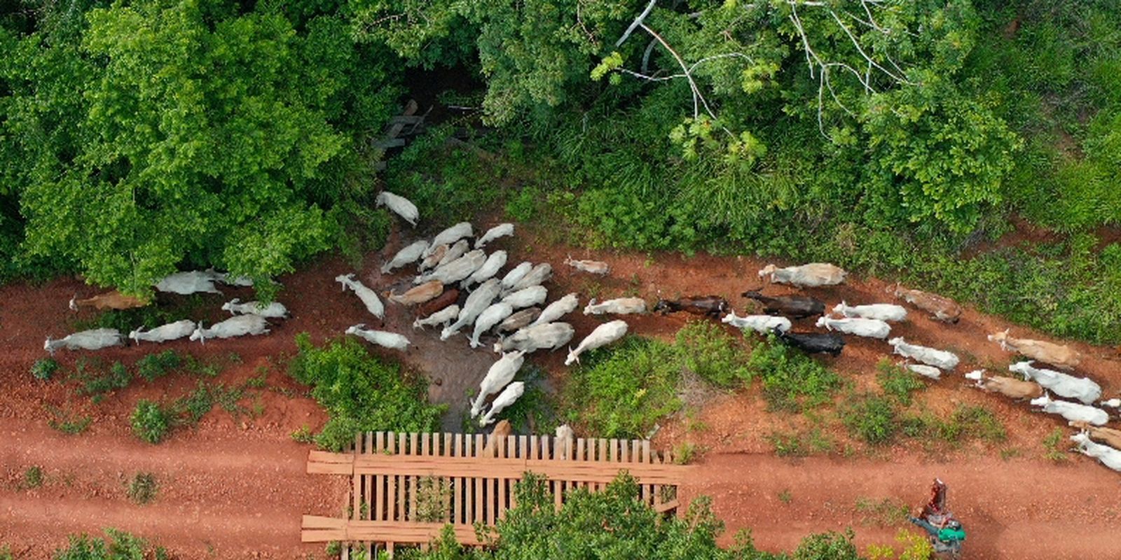 Ibama diz que vaqueiro foi alvo de emboscada na TI Apyterewa