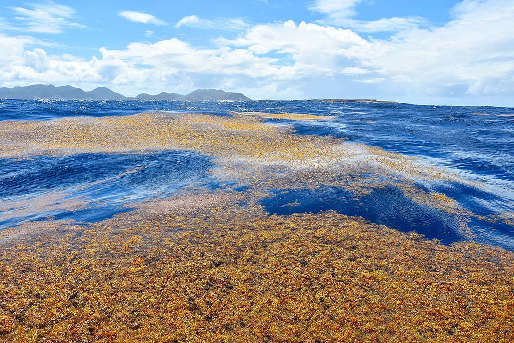 Aproveitando a IA, os cientistas descobrem um aumento nas algas flutuantes no oceano global – Estado do Planeta