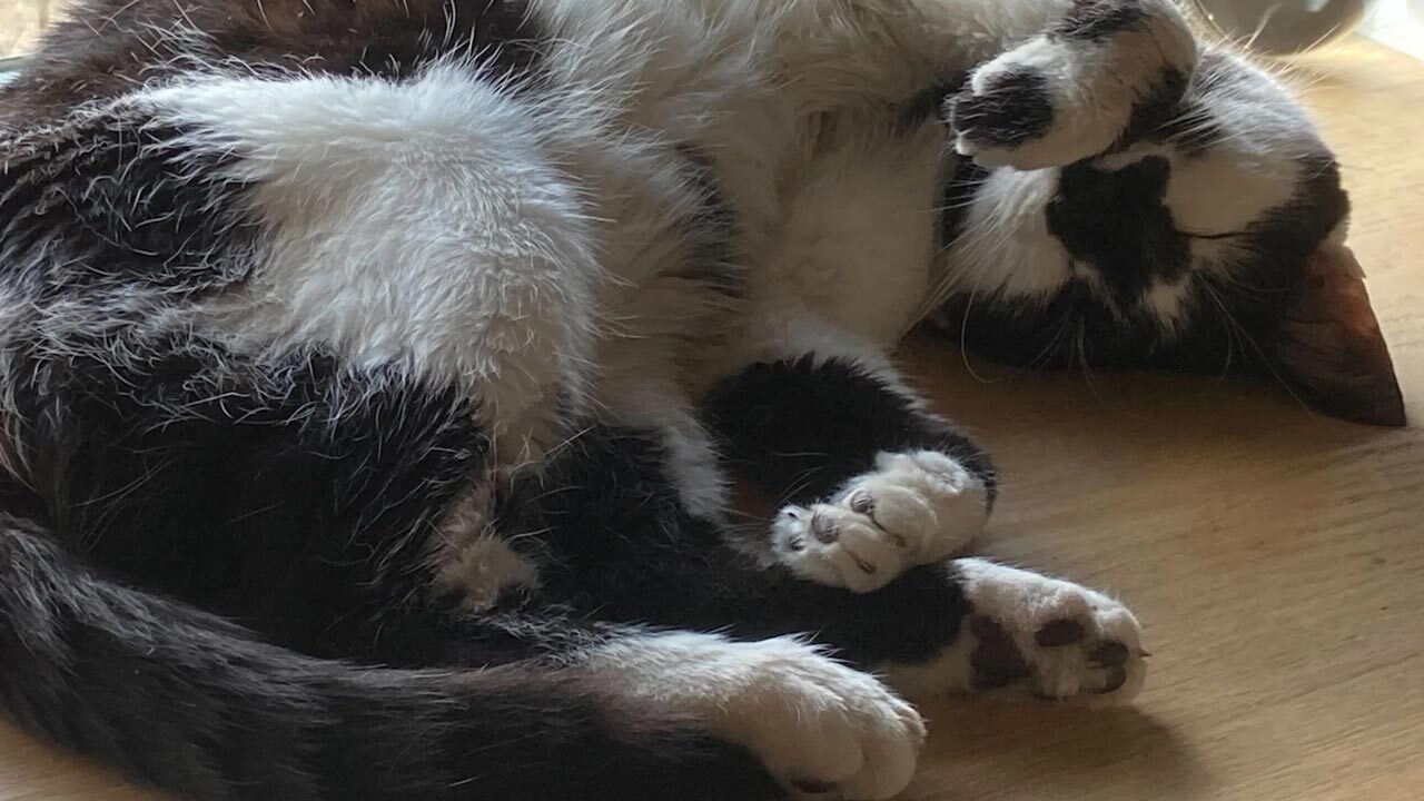 Sim, God of War Sons Of Sparta Dev leva o nome de um gato adorável e real