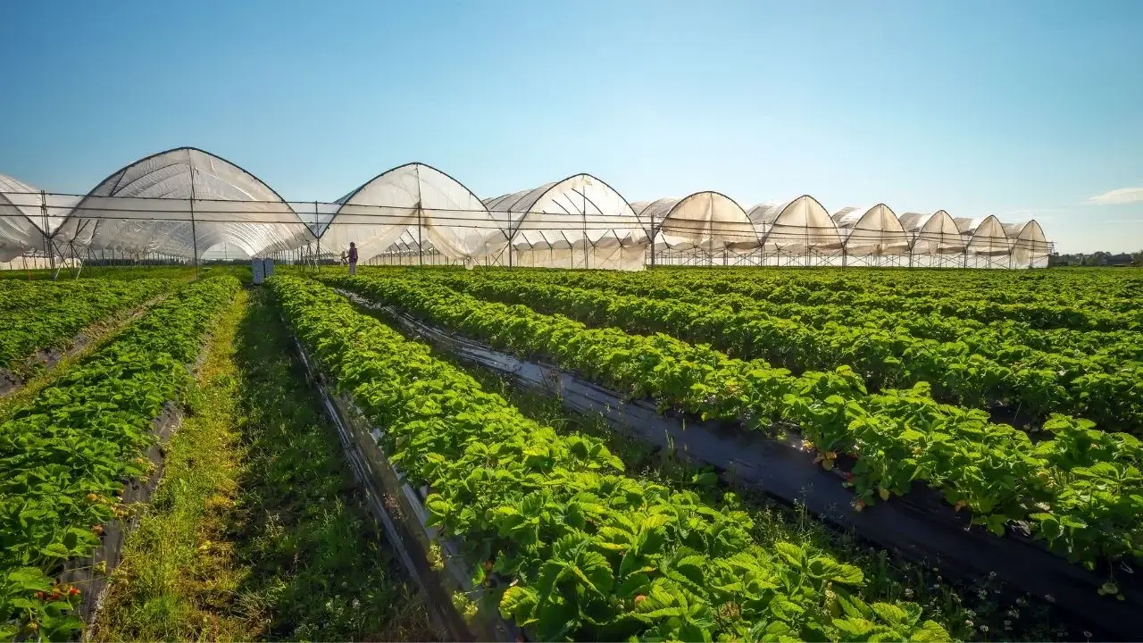 A estufa de fevereiro: o que cultivar agora