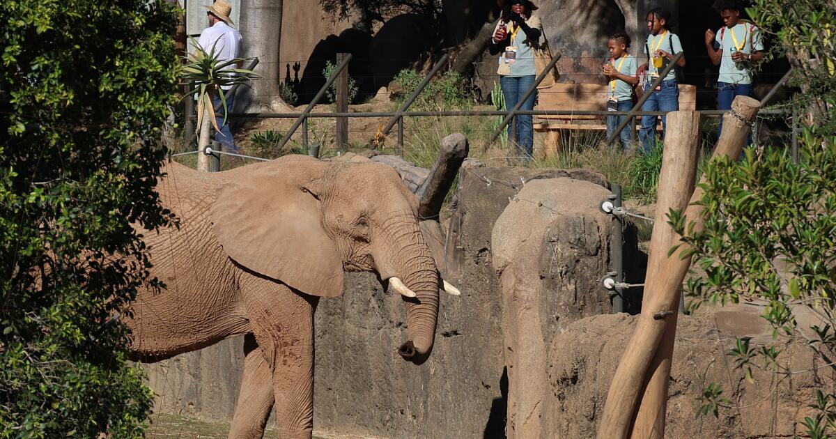 Uma primeira olhada no Elephant Valley dentro do San Diego Zoo Safari Park