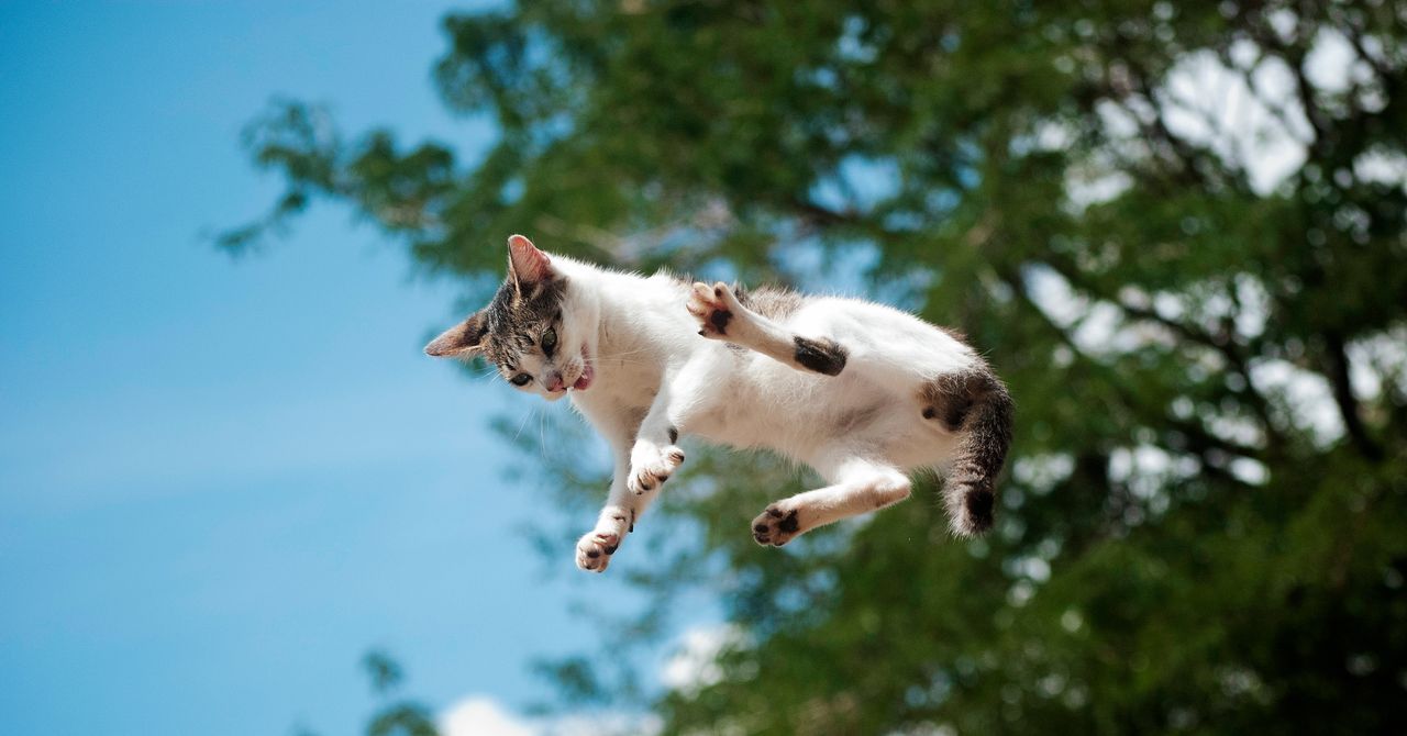 Um novo estudo detalha como os gatos quase sempre caem de pé