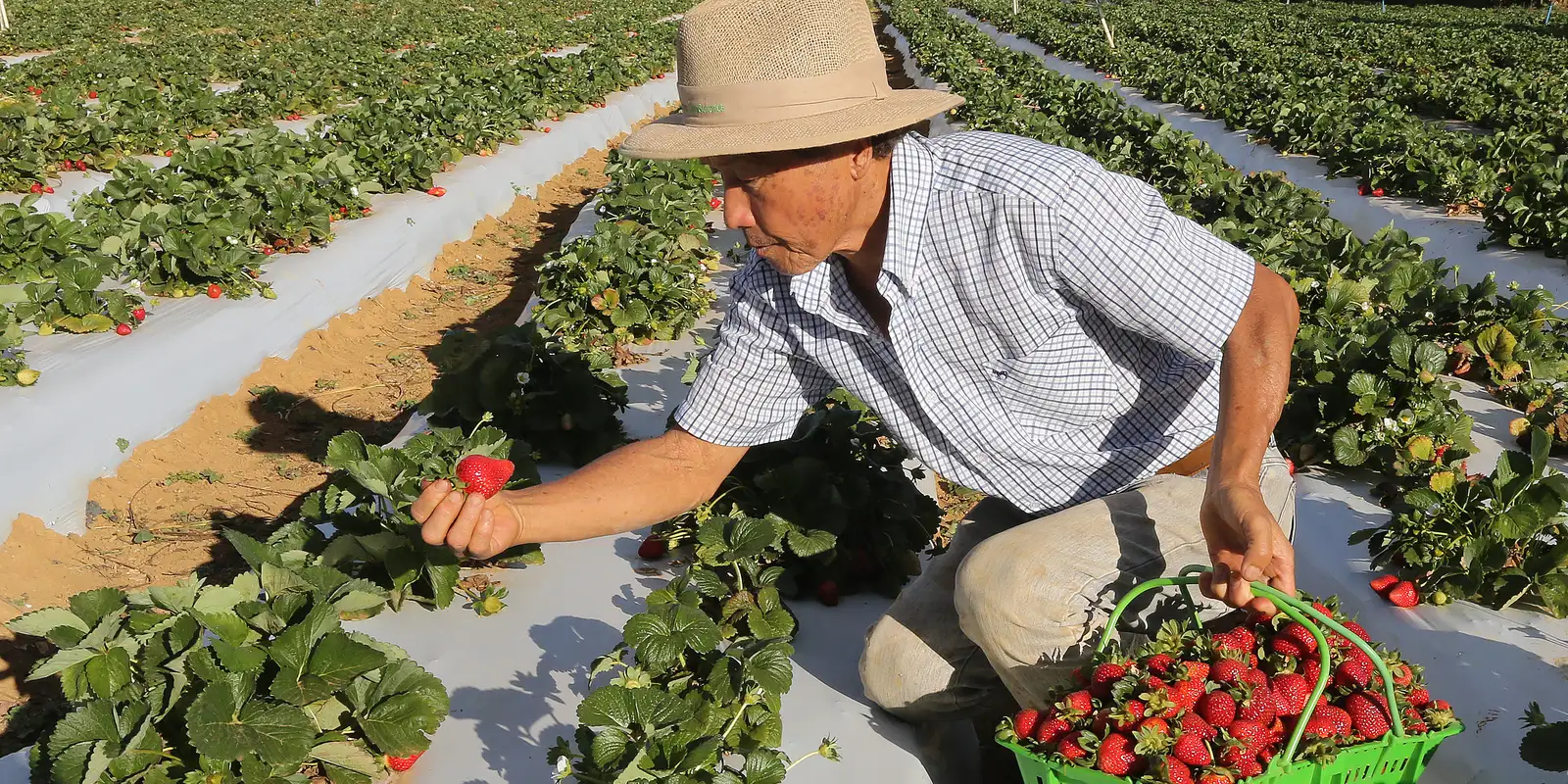 Agricultores com perda de produção começam a receber o Garantia-Safra