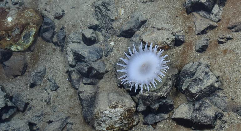 Extração de minérios essenciais pode ter um efeito arrasador, adverte ONU