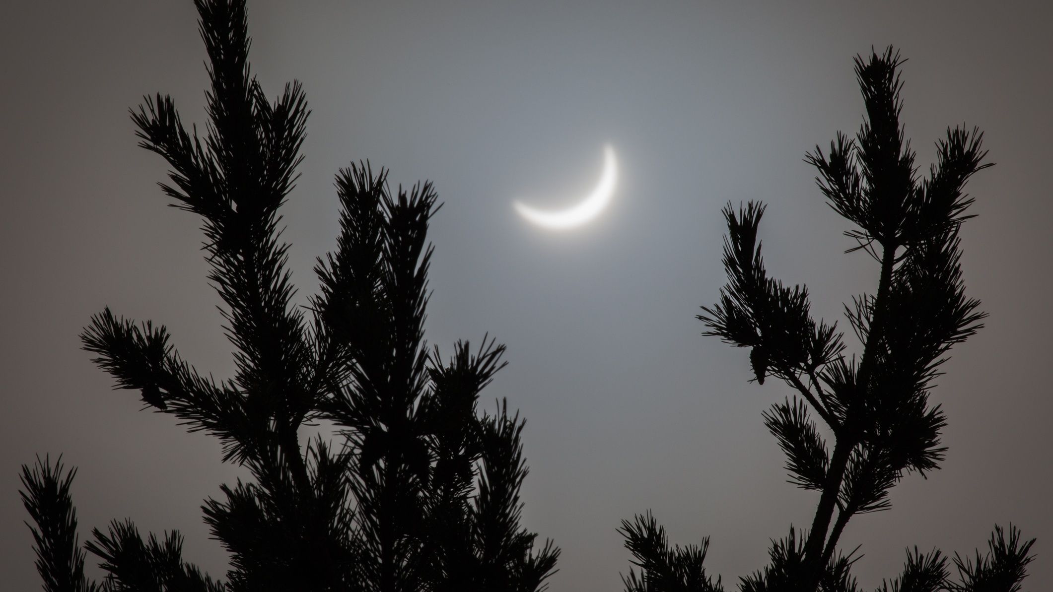 Será que esses abetos realmente “previram” um eclipse solar? Cientistas estão divididos