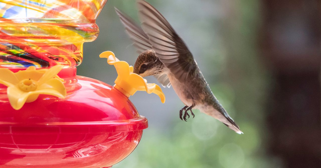 É a alta temporada para os observadores de pássaros avistarem beija-flores migratórios, e nosso comedouro favorito está à venda