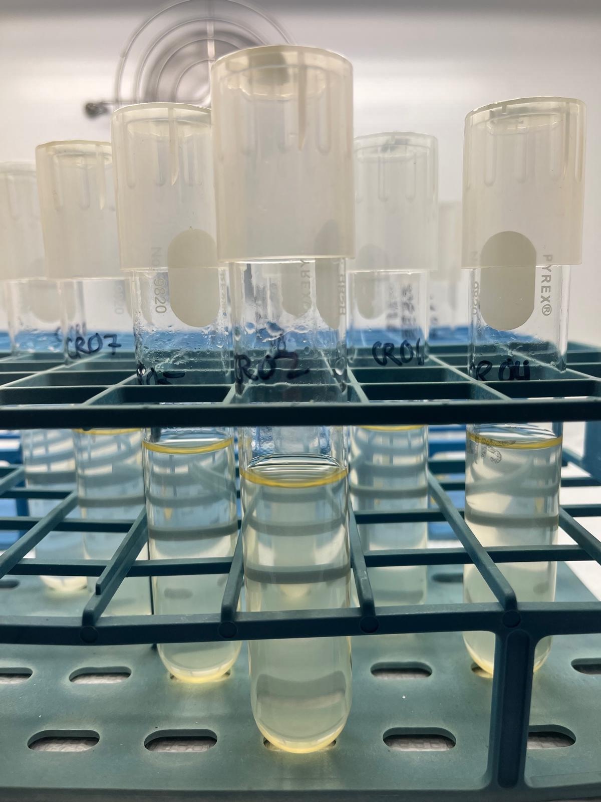 Novo estudo revela “moeda química” oculta que alimenta o ciclo de carbono do oceano – Estado do Planeta
