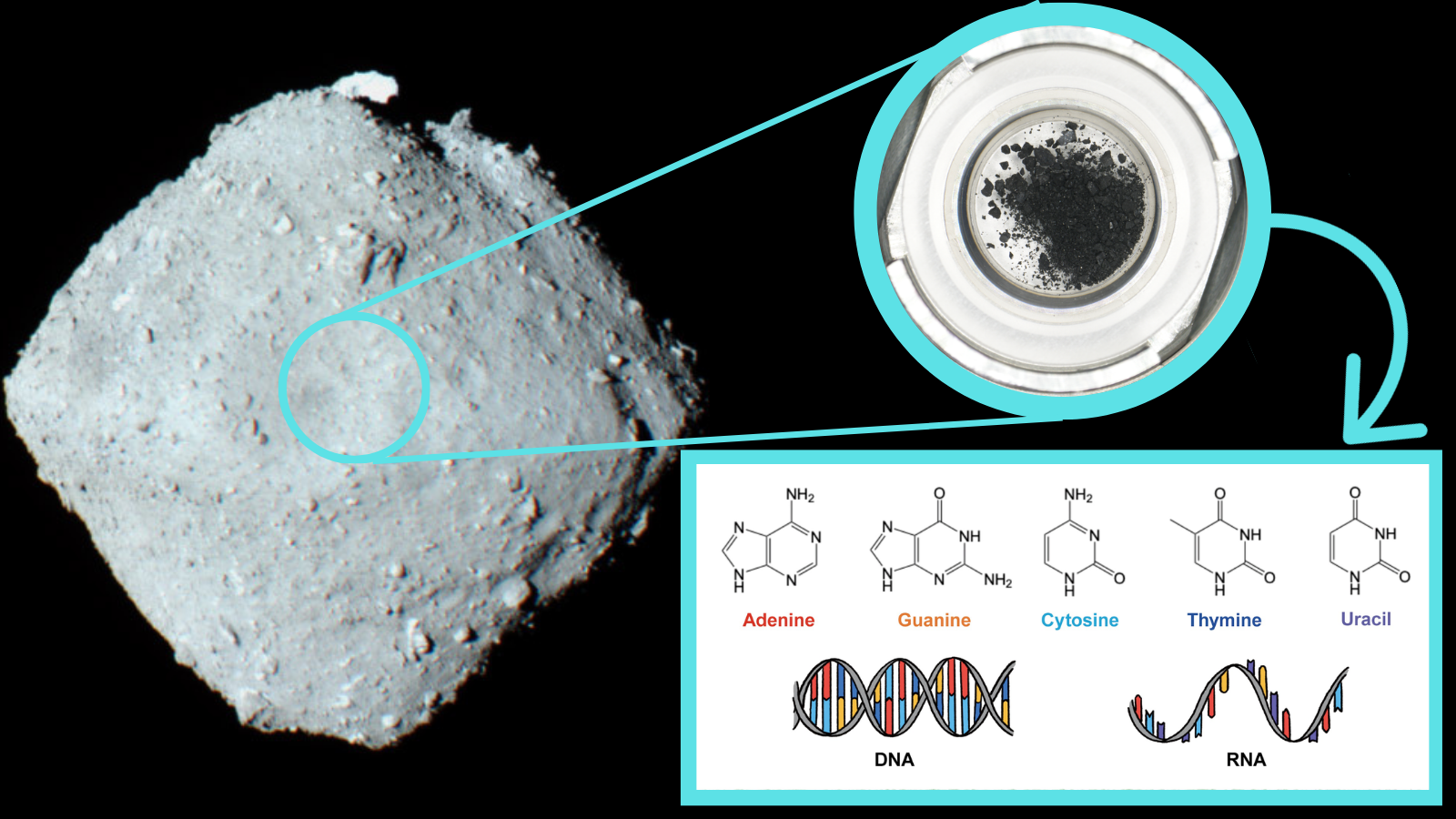 A amostra do asteróide Ryugu contém todos os cinco componentes principais do DNA e RNA: os blocos de construção de todos os seres vivos