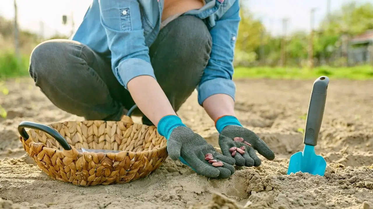 O que direcionar para semear versus plantar dentro de casa