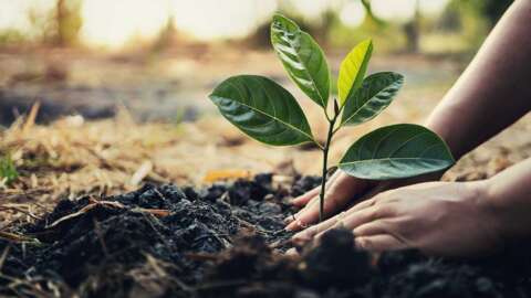 Economize um pouco do verde tornando-se ecológico… Energize suas florestas e comemore o Dia da Árvore com Baterias Plus