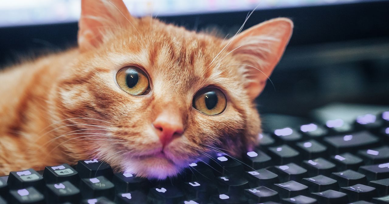 Atalhos de teclado que aprendi com meu gato