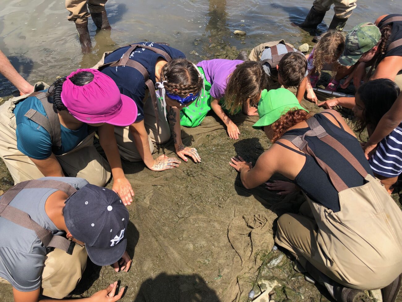 Junte-se a nós em 30 de maio para comemorar o Dia Mundial da Migração de Peixes no Rio Hudson – Estado do Planeta