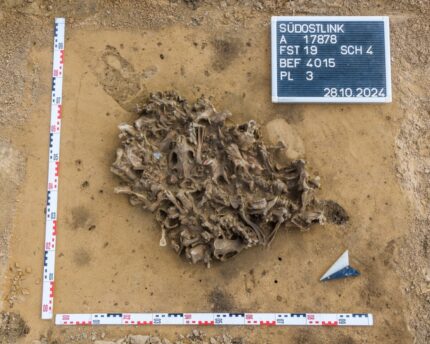 Poço de osso de castor neolítico revela caça precoce de peles – The History Blog